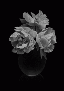 Roses et pivoines Thilo Westermann